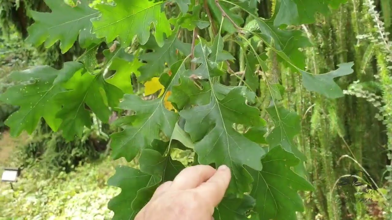 Quercus macrocarpa dub velkoplodý