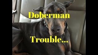 Doberman Leash Aggression Eliminated - Dog Training Peachtree City Ga by TrueLifeK9 231 views 6 years ago 1 minute, 22 seconds