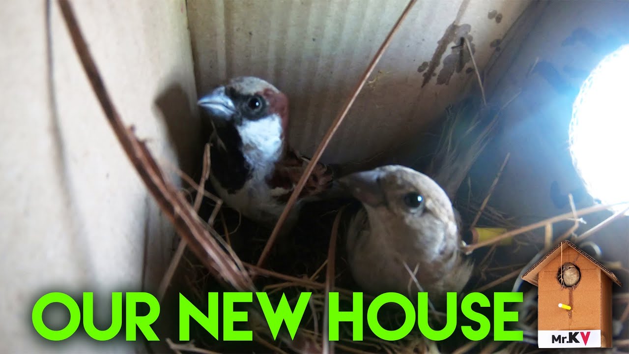 How to Make Simple Bird House Using Cardboard  Save Sparrows
