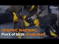 WARNING: GRAPHIC CONTENT - Flock of birds drop dead in Mexico