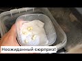 Кладка от Архахатина Папирацея|Улитят от ретиков не будет