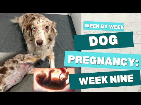 WEEK BY WEEK DOG PREGNANCY | Week Nine | Pregnant Australian Shepherd