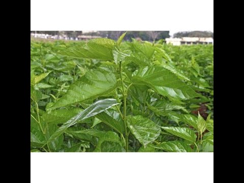 Integrated farming one the basis of Sericulture_ರೇಷ್ಮೆ ಕೃಷಿ ಆಧಾರಿತ ಸಮಗ್ರಕೃಷಿ chandanagar hyderabad
