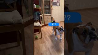 x-files #shorts #bulldog #englishbulldog #cute #dog #fun #funny #reaction #реакция #спокойствие