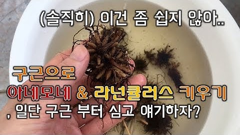 봄의 준비. 추식구근 라넌큘러스 아네모네 심기