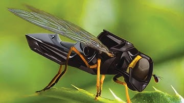 RoboBee X Wing Tiny Flying Insect Robot Has Four Wings and Weighs under a Gram.