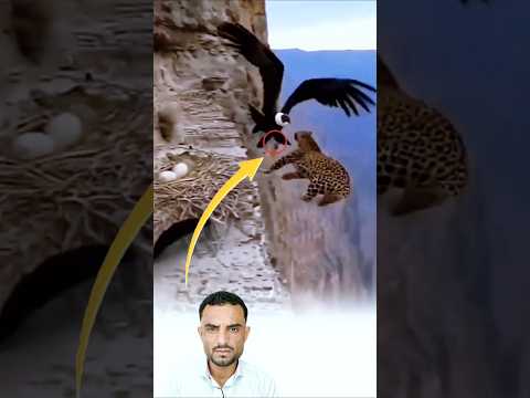 الصقر ماتلعب علي العصافير لاننسو 