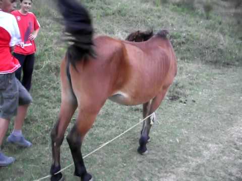 Video: Si Të Gërshetoni Grilen E Një Kali