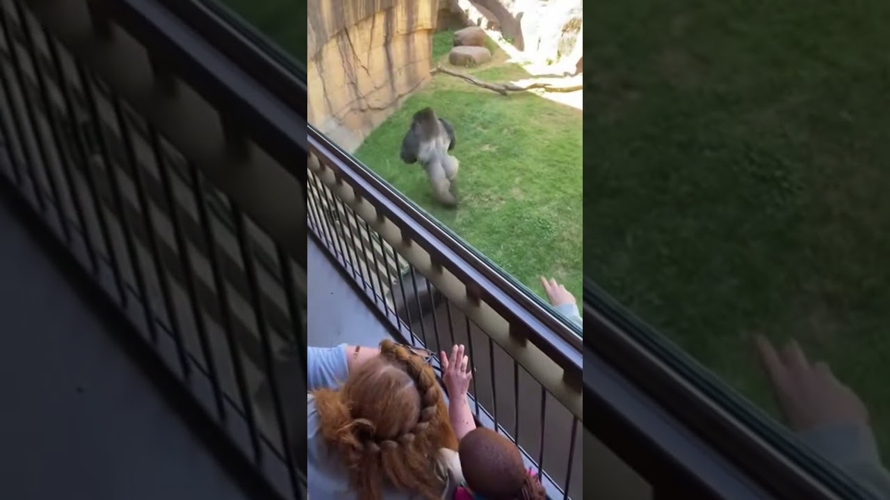 Big animal saves kid at Dubai zoo