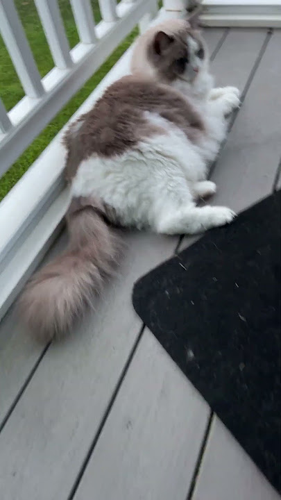 #cat