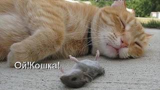 Фильм 1 Кошки рыжие Фильм 1 Кошки рыжие