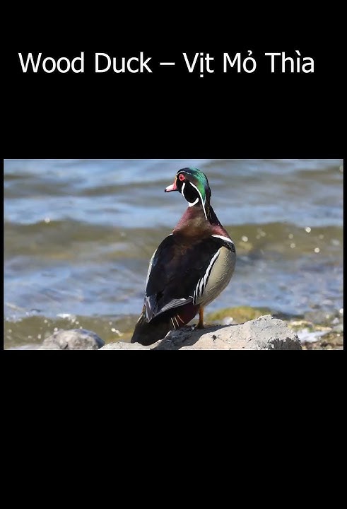 Wood Duck – Vịt Mỏ Thìa lộng lẫy nhất Bắc Mỹ Muôn Loài Chim
