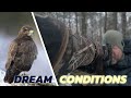 Hard bird photography with success   birds of prey in snow  winter photography