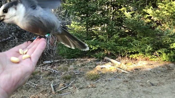 Gray Jay: Canada's New National Bird