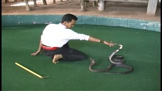 Amazing Thailand Bangkok  Snake Charmer Show Kissing Cobra Snakes Epic