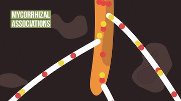 Soils are Alive Part 3: How do soil organisms affect plants?