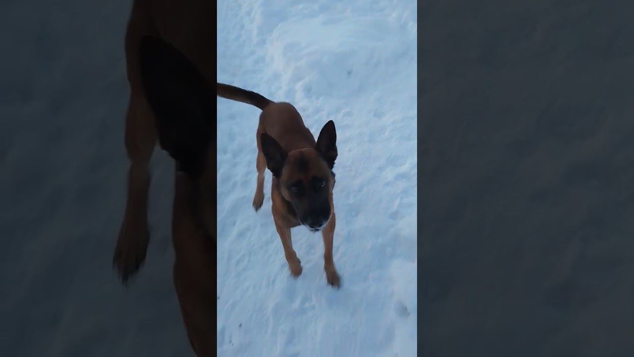 Жёлтый снег не есть...