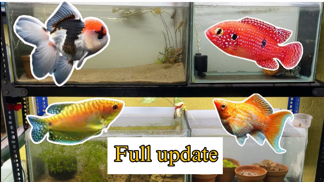 Full fish room update (new fish)