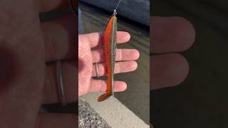 【1分で出来る！】シャッドテールワームがより釣れるようになる、簡単フラッシングチューニング🤏🏻✨　　レイドジャパン　フルスイング