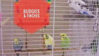 Pretty Budgies And Finches