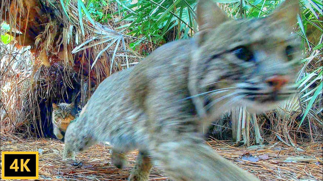 Feral Cat Stalking A Bobcat YouTube