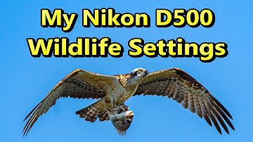 My D500 Wildlife Settings