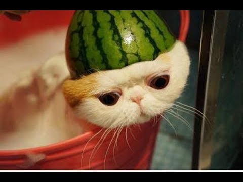 Happy Cats Compilation - Cutest Cat Ever 2018 - YouTube