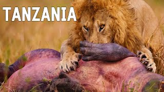 Tanzania Salvaje Naturaleza Despiadada Y Tribus Ancestrales