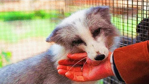 ¿Puede un zorro aparearse con un perro doméstico?