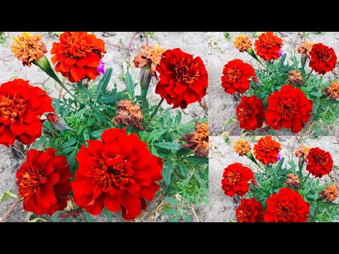 Video: Marigold Varieties (64 Photos): Description Of The Varieties 