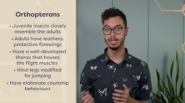 01.06 Major Insect Orders - Bugs 101: Insect-Human Interactions