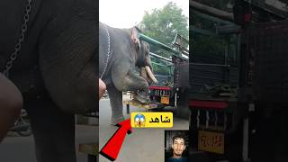 شاهد طريقة نقل اكبر فيل في العالم