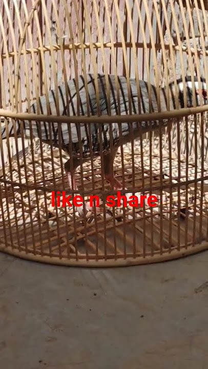 #lovebird #birds #thebirdsonggroup #lovebirds #birdmaster #lovesigns #animals #wildlife #birdcall