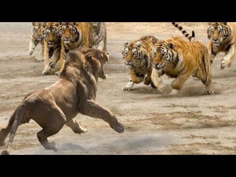 ЛЕВ ПРОТИВ ТИГРА! Реальные Настоящие бои!