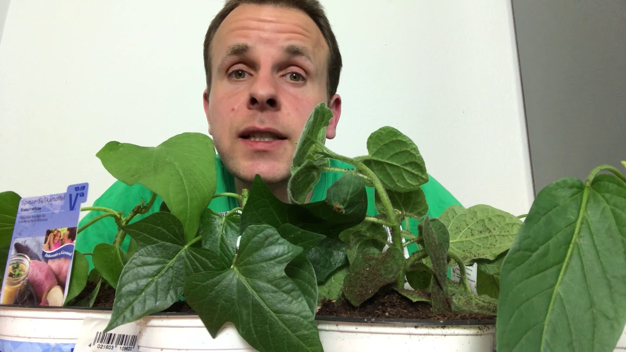 Pepino, Physalis und Süßkartoffel im Topf: Standort, Wärme und Wasser