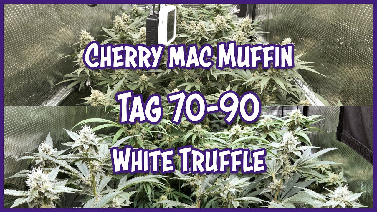Cherry Mac Muffin & White Truffle 🌱  Seed to Harvest Grow | Cannabis Dokumentation | Tag 70 bis 90