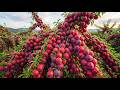 Inside the Giant Plum Taiyo Orchard | Super Juicy Plum Harvest Documentary