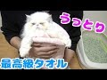 今治タオルが気持ち良くて猫たちもメロメロ！