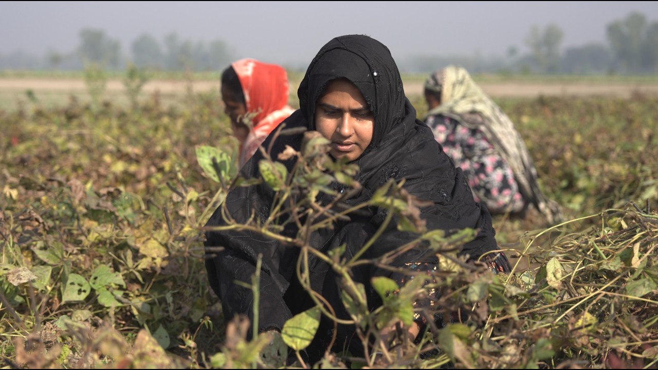 হাড়ভাঙ্গা পরিশ্রম শেষে সামান্য ভাত তরকারিও অনেক মজা লাগে | Village life with Shampa