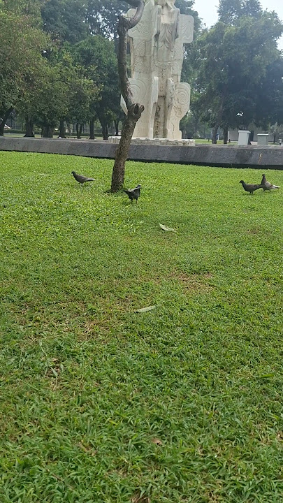 Burung kentut