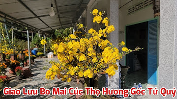 Giao Lưu Bo Mai Cúc Thọ Hương Gốc Tứ Quý - Ngày 03/08/2023