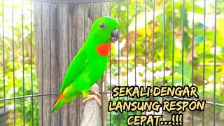 Suara Serindit pikat paling di cari, SERINDIT MEMANGGIL 100% AMPUH \u0026  PALING TERBUKTI