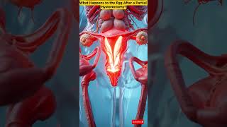 What Happens to the Egg After a Partial Hysterectomy? | Female Reproductive System