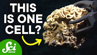 Xenophyophores: The Strange Life of a Giant Single Cell Xenophyophores: The Strange Life of a Giant Single Cell