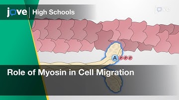 Role of Myosin in Cell Migration | Cell Bio | Video Textbooks - Preview