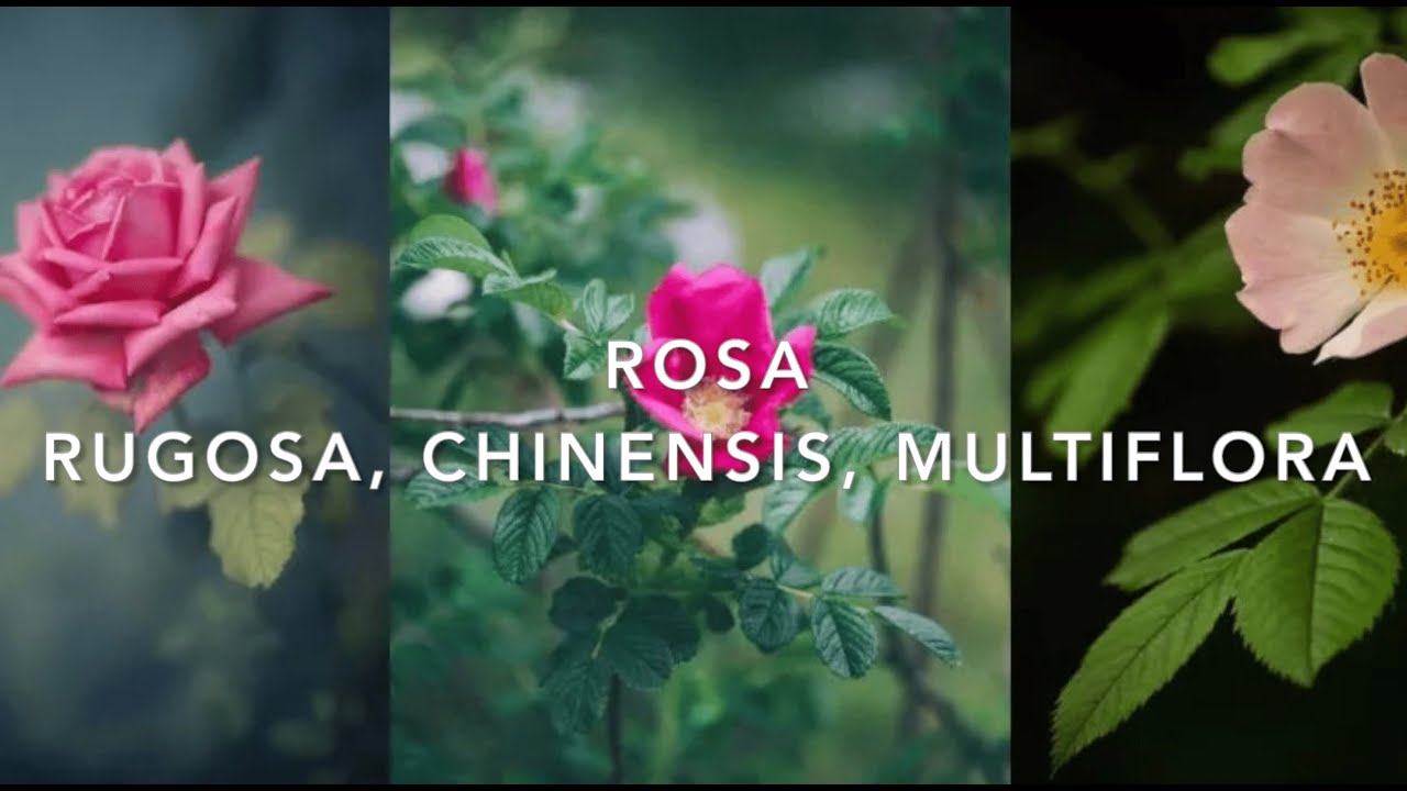The Unique Charm of Rosa Rugosa, Rosa chinensis, and Rosa multiflora: Differences and Similarities
