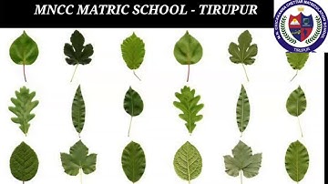 II STD   -EVS   -PLANTS AROUND US  - PART  1