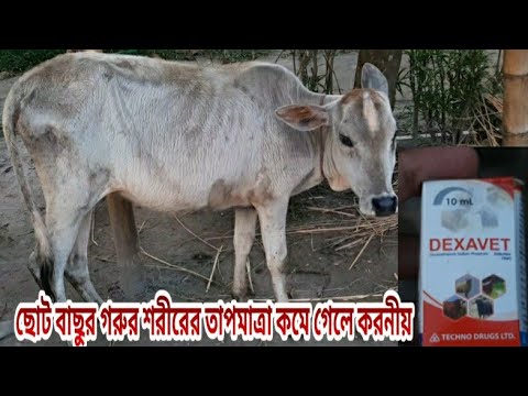 ভিডিও: তাপমাত্রা কমে গেলে অক্সিহেমোগ্লোবিন বক্ররেখা হয়ে যায়?