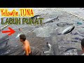 Amazing Fastest Yellowfin Tuna Fishing Boat in Aceh, Big Fishes Caught in the High seas!!