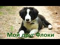 6. Как рос мой друг Флоки